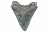 Serrated, Fossil Megalodon Tooth - Beautiful Tooth #283892-2